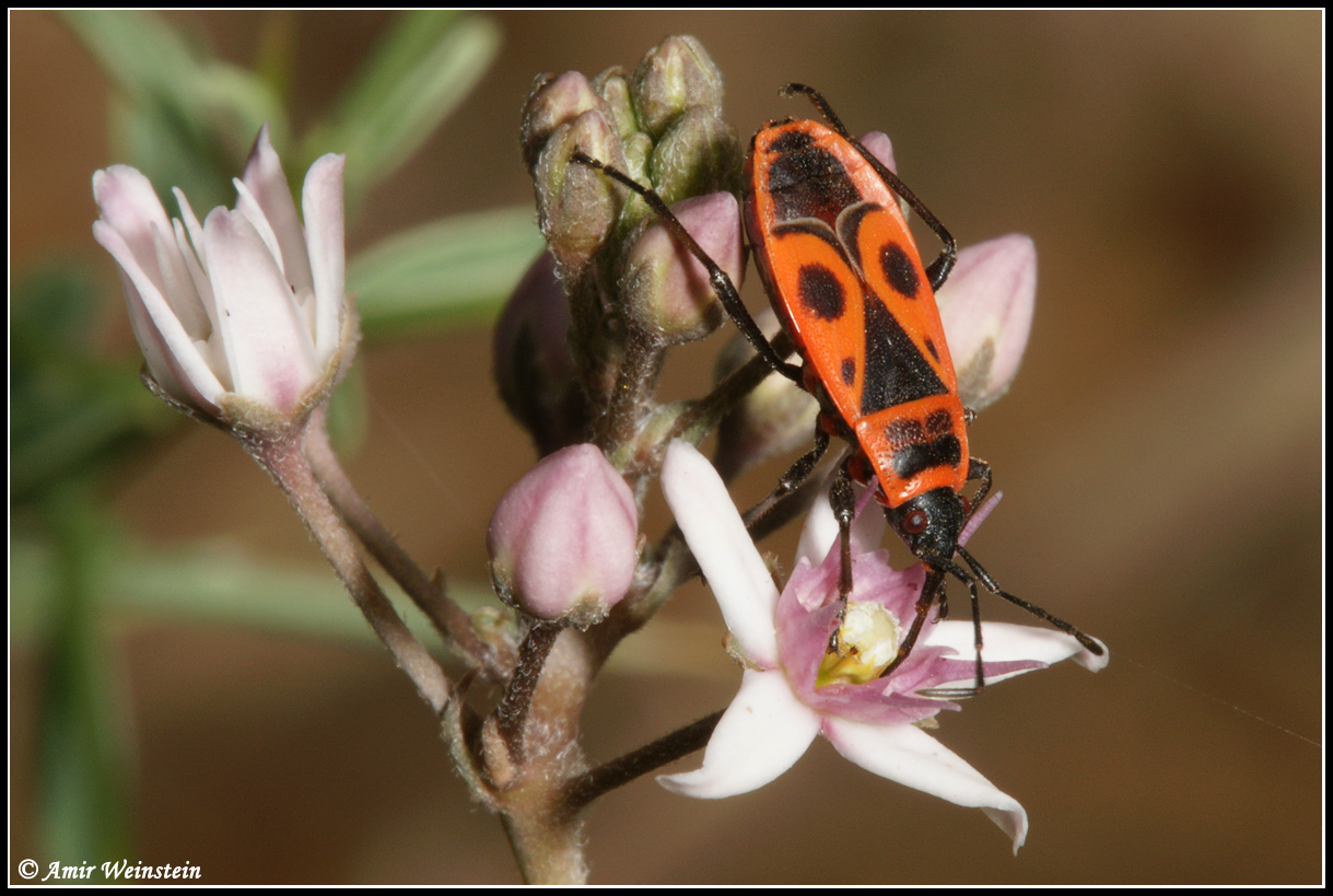 Pyrrhocoris apterus